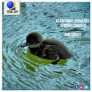 TRE-SP - Post do Facebook - 13/04/2019 Imagem do post na página oficial do TRE-SP do Facebook - 13/04/2019 - Sustentabilidade